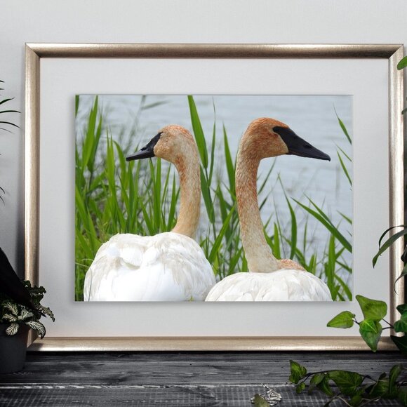 Trumpeter Swans Oil Painting Photography Art Print - Picture 3 of 4